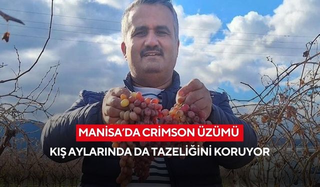 Manisa’da Crimson üzümü kış aylarında da tazeliğini koruyor