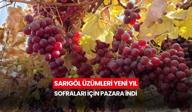 Sarıgöl üzümleri yeni yıl sofraları için pazara indi