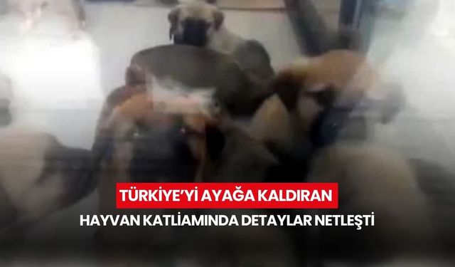 Türkiye’yi ayağa kaldıran hayvan katliamında detaylar netleşti! Doktorun vahşeti belgelerle sabitlendi...
