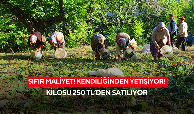 Üreticinin yüzünü güldüren ürün: Masrafsız kestane pazarda yok satıyor!