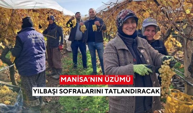 Manisa'da coğrafi işaretli üzümler, yılbaşı için dalından kesiliyor