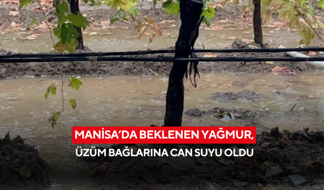 Manisa’da beklenen yağmur, üzüm bağlarına can suyu oldu