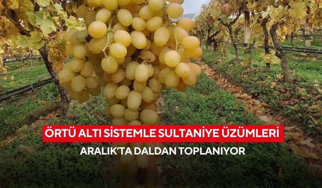 Örtü altı sistemle Sultaniye üzümleri Aralık’ta daldan toplanıyor