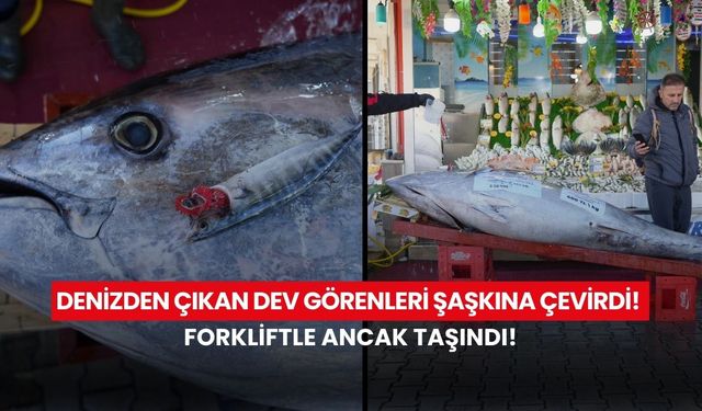 Forkliftle ancak taşındı! Balık tezgahında devasa görüntü…