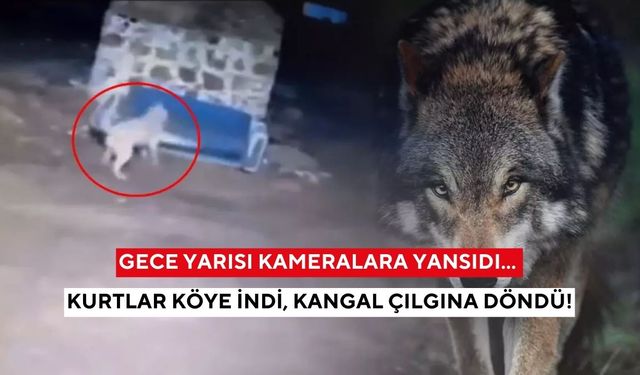Gece yarısı kameralara yansıdı... Kurtlar köye indi, kangal çılgına döndü!