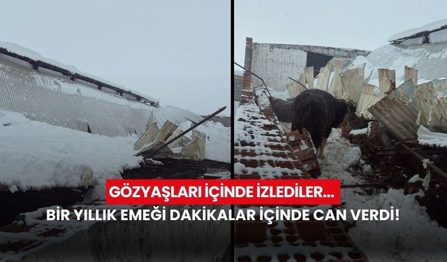 Gözyaşları içinde izlediler... 11 büyükbaş hayvan telef oldu!