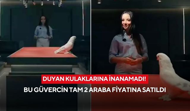 Kanatlı servet! Bu güvercin tam 2 araba fiyatına satıldı