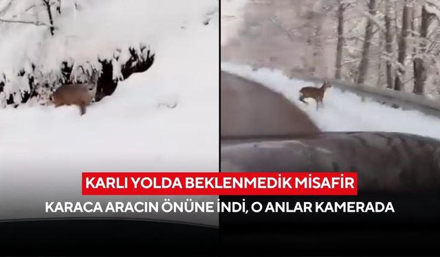 Karlı yolda beklenmedik misafir: Karaca aracın önüne indi, o anlar kamerada