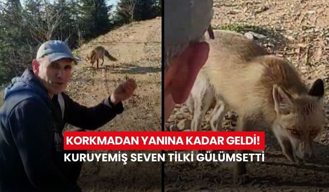 Korkmadan yanına kadar geldi! Kuruyemiş seven tilki gülümsetti