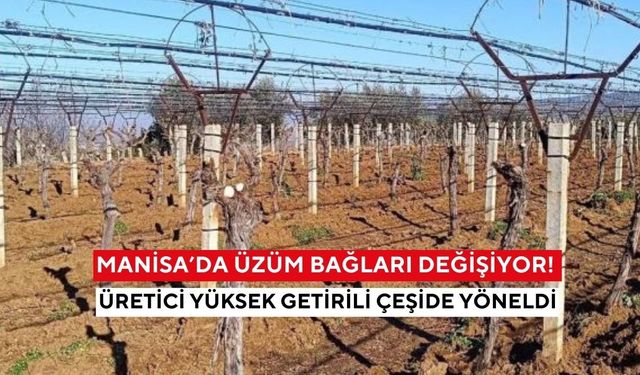 Manisa’da üzüm bağları değişiyor! Üretici yüksek getirili çeşide yöneldi
