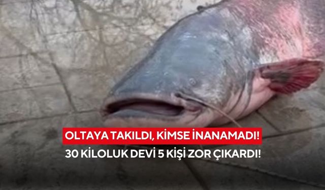 Oltaya takıldı, kimse inanamadı! 30 kiloluk dev balık acemi şansı dedirtti