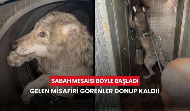 Sabah mesaisi böyle başladı: Dükkanın kapısından giren misafiri görenler donup kaldı!