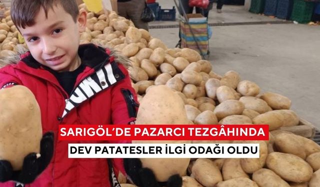 Sarıgöl’de pazarcı tezgâhında dev patatesler ilgi odağı oldu