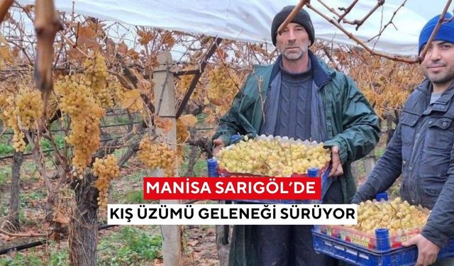 Manisa Sarıgöl’de kış üzümü geleneği sürüyor