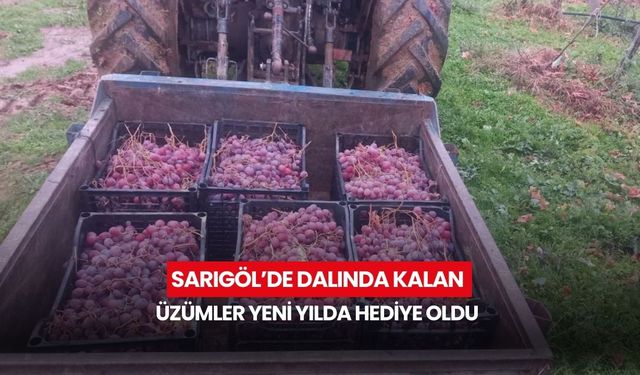 Sarıgöl’de dalında kalan üzümler yeni yılda hediye oldu