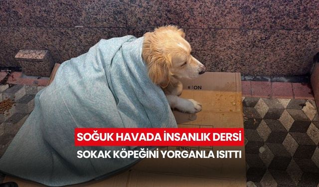 Soğuk havada insanlık dersi: Sokak köpeğini yorganla ısıttı