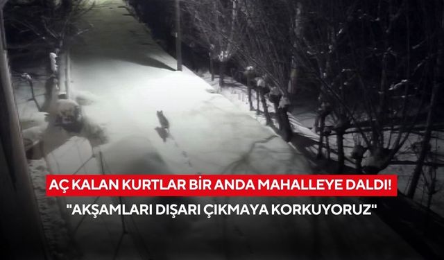 Aç kalan kurtlar bir anda mahalleye daldı! "Akşamları dışarı çıkmaya korkuyoruz"