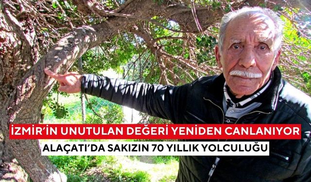 Alaçatı’da 70 yıllık sakız hafızası gün yüzüne çıktı... Anılar, emek ve reçine kokusu