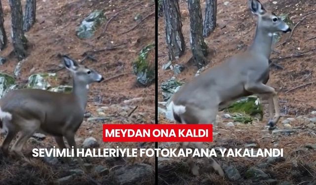 Ayılar kış uykusuna yattı, meydan ona kaldı: Sevimli halleriyle fotokapana yakalandı
