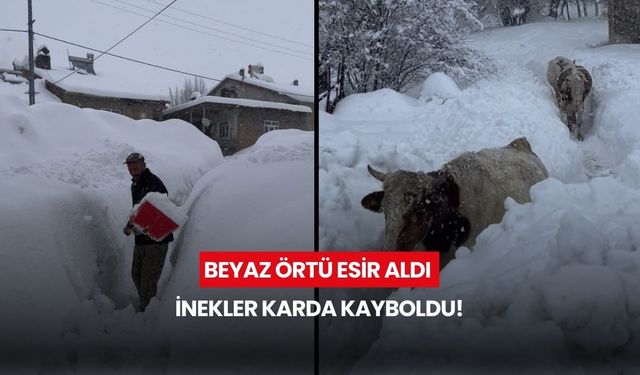 Beyaz örtü esir aldı, inekler karda kayboldu!