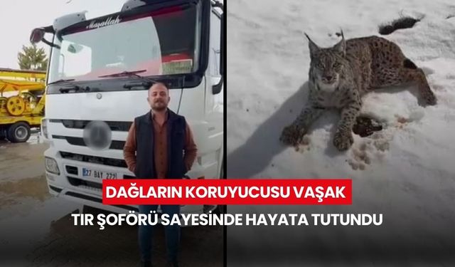 Dağların koruyucusu vaşak, tır şoförü sayesinde hayata tutundu