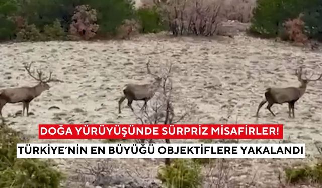 Doğa yürüyüşünde sürpriz misafirler! Türkiye’nin en büyüğü objektiflere yakalandı