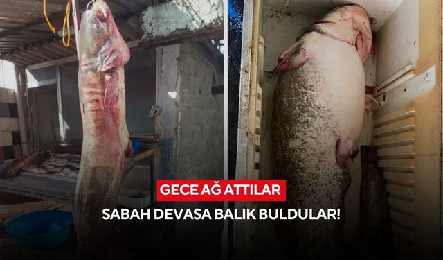 Gece ağ attılar! Sabah sudan çıkan dev şaşkına çevirdi