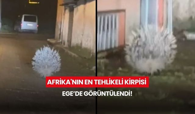 Gece görüntülendi... Afrika'nın en tehlikeli kirpisi Ege'de ortaya çıktı!