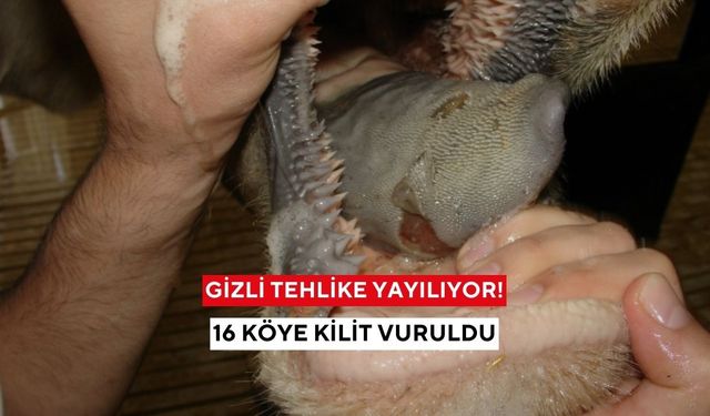Gizli tehlike yayılıyor! Bir ilimizde şap paniği, 16 köye kilit vuruldu