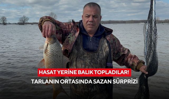 Hasat yerine balık topladılar! Tarlanın ortasında sazan sürprizi