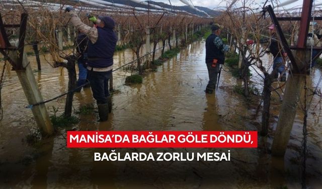 Manisa'da bağlar göle döndü, bağlarda zorlu mesai