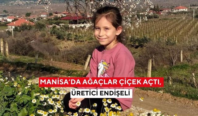 Manisa’da ağaçlar çiçek açtı, üretici endişeli