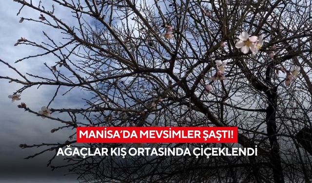 Manisa’da mevsimler şaştı! Ağaçlar kış ortasında çiçeklendi