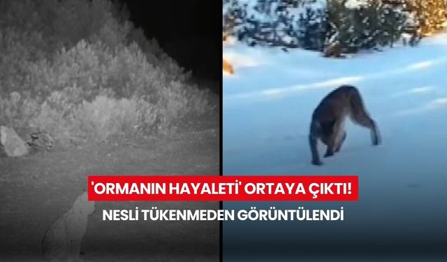 Nesli tehlike altındaydı, fotokapana takıldı