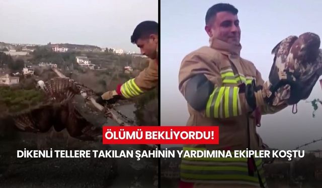 Ölümü bekliyordu! Dikenli tellere takılan şahinin yardımına ekipler koştu