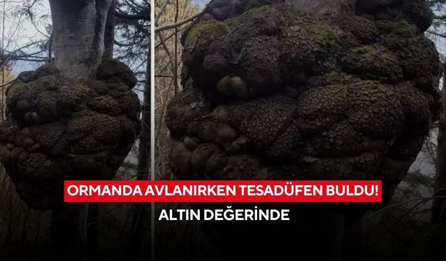 Ormanda tesadüfen buldu! Değeri dudak uçuklatıyor