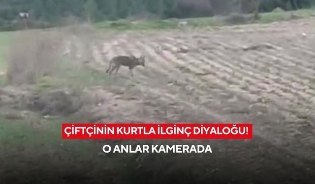 Saldırmasını beklerken şaşırttı! Çiftçinin kurtla ilginç diyaloğu kamerada