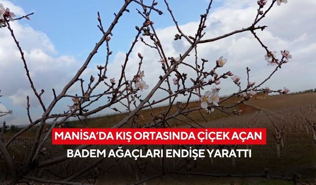 Manisa’da kış ortasında çiçek açan badem ağaçları endişe yarattı