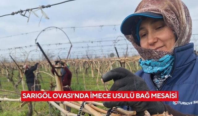 Sarıgöl Ovası’nda imece usulü bağ mesaisi