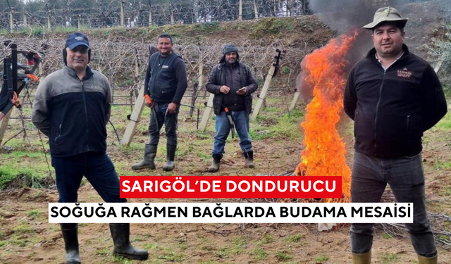 Sarıgöl’de dondurucu soğuğa rağmen bağlarda budama mesaisi