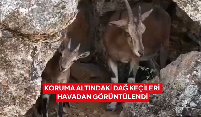 Sarp kayalıklarda ustalık gösterisi... Dağ keçileri mest etti