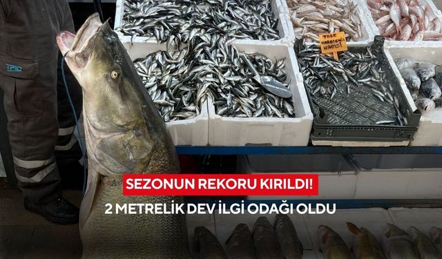 Sezonun rekoru kırıldı! 2 metrelik dev ilgi odağı oldu