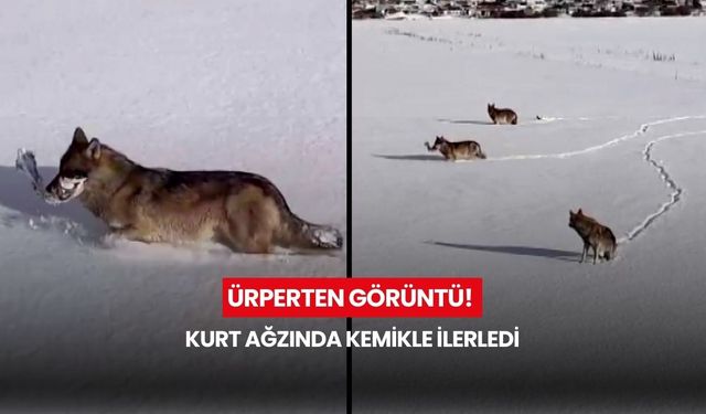 Soğuk hava yaban hayatını vurdu! Kurtlar yerleşimlere yaklaşıyor