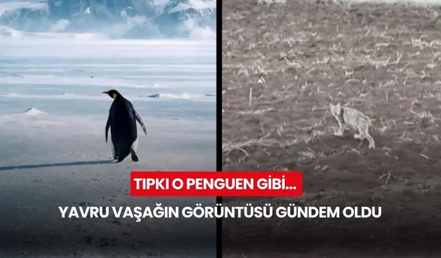 Tıpkı o penguen gibi… Yavru vaşağın görüntüsü gündem oldu