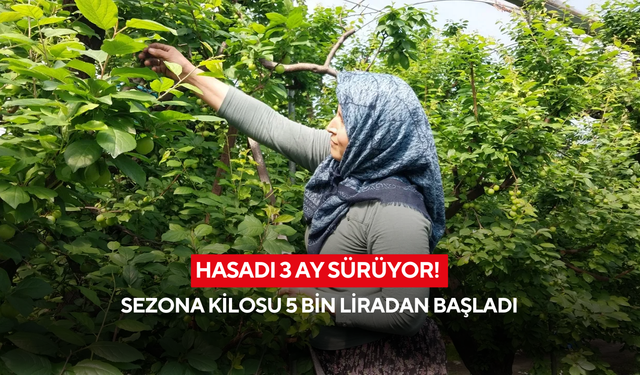 Altınla yarışıyor: İlk hasadın kilosu 5 bin liradan satışta!