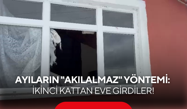 Ayıların "akılalmaz" yöntemi: Demir kapı kar etmedi, ikinci kattan girdiler!