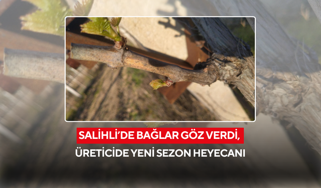 Salihli’de bağlar göz verdi, üreticide yeni sezon heyecanı