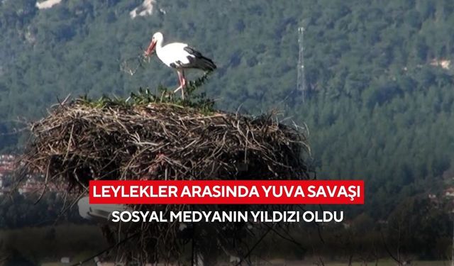 Baharın habercisi leylekler, yuvalarında ilginç bir mücadele başlattı... Kim kimin malzemesini çalacak?