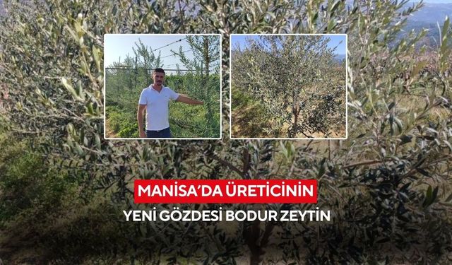 Manisa’da üreticinin yeni gözdesi bodur zeytin