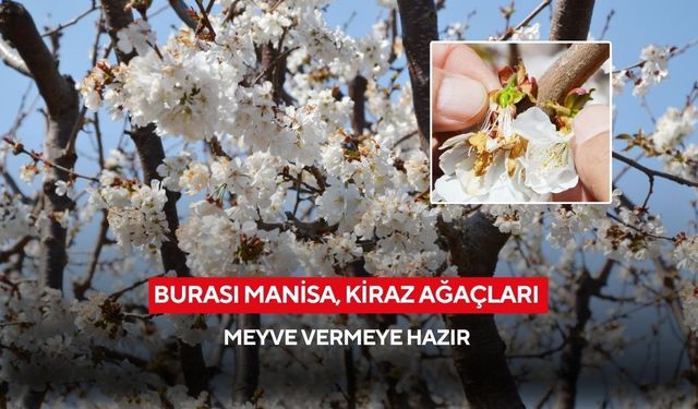 Burası Manisa, kiraz ağaçları meyve vermeye hazır